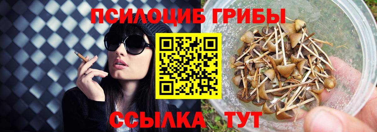 Псилоцибиновые грибы Psilocybe  Вход с VPN  Рославль 